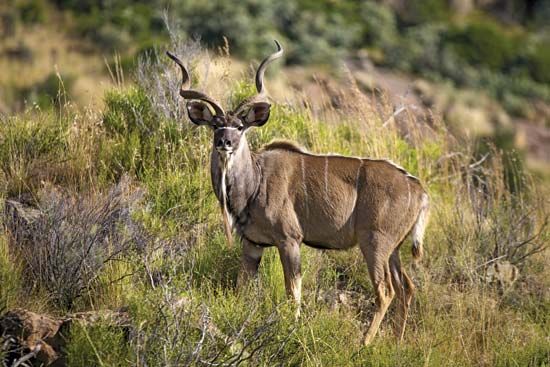 greater kudu