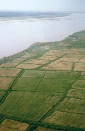 Indus River, Pakistan: rice fields