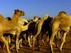 The journey of camel drivers from Sudan to Egypt