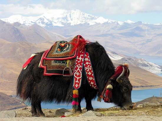 yak