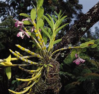 Epiphytic orchids (genus Dendrobium). Epiphytes establish aerial roots that absorb moisture from the humid air, allowing them to develop on other plants without harming their hosts.