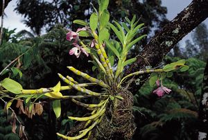 Epiphytic orchids (genus Dendrobium). Epiphytes establish aerial roots that absorb moisture from the humid air, allowing them to develop on other plants without harming their hosts.