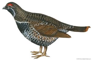 spruce grouse