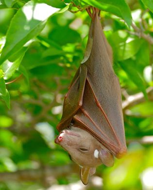 epauletted fruit bat