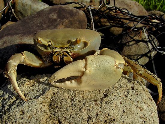 land crab