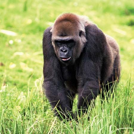 western lowland gorilla