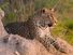 Leopard. Leopard (Panthera pardus) male leopard on a termite mound in Sabi Sand nature reserve, South Africa. panther, mammal, large cat, animal