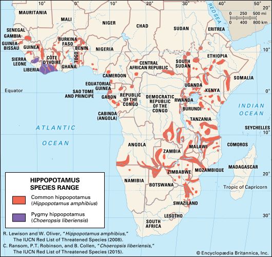 Map of Africa showing where populations of common hippopotamuses and pygmy hippopotamus live.