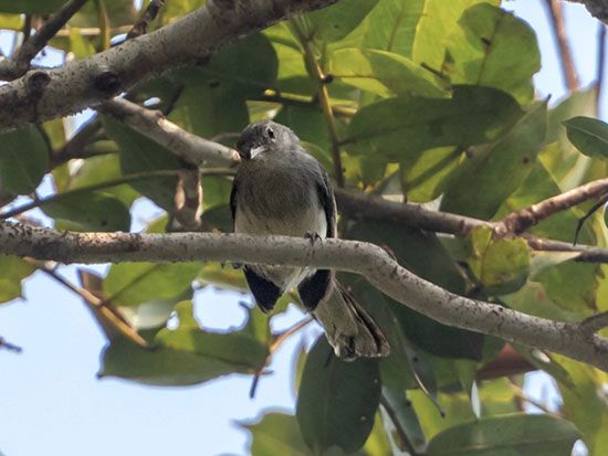 Inambari gnatcatcher