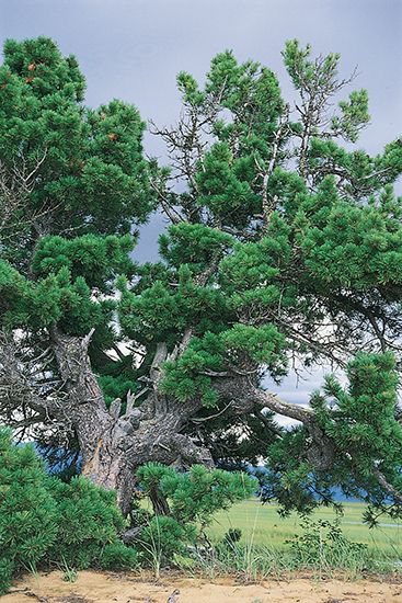 Scotch pine