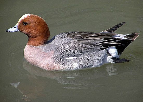 wigeon