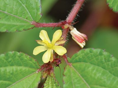 Corchorus aestuans