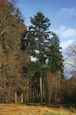 silver fir