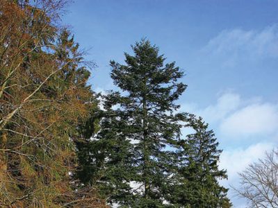 silver fir