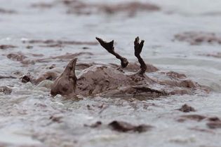 Deepwater Horizon oil spill: avian casualty