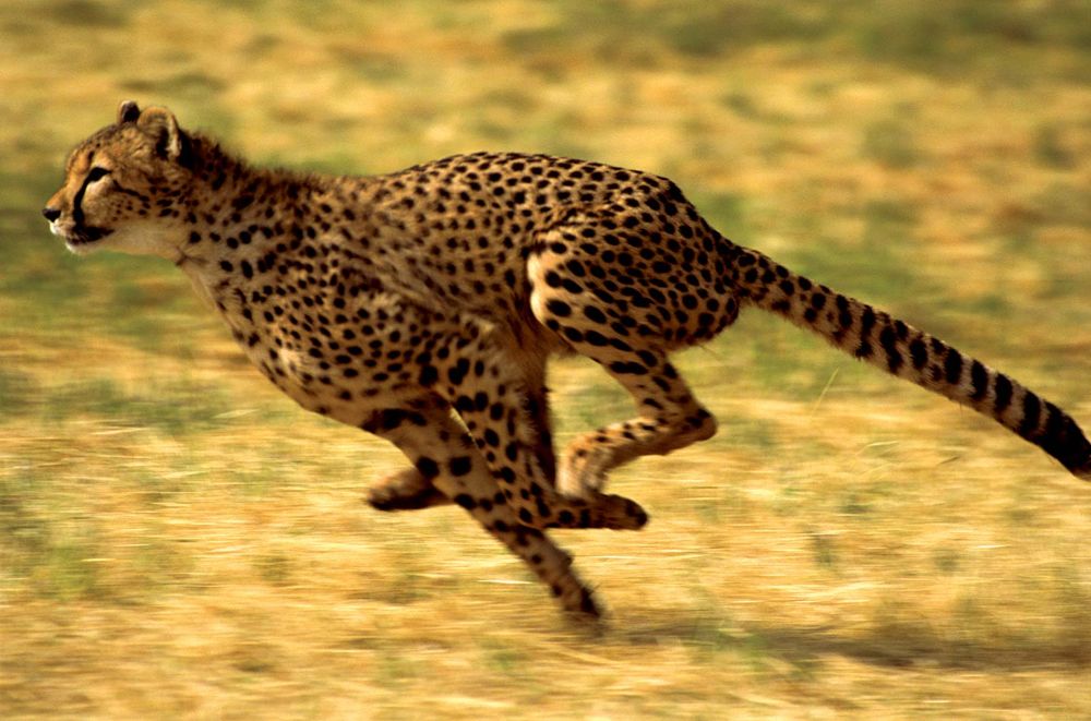 cheetah. cheetah (Acinonyx jubatus) one of the world's most recognizable cats. Cheetah running in Kenya, Africa.