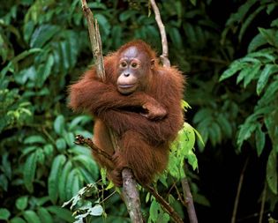 orangutan