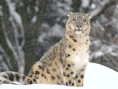 snow leopard (Panthera uncia or Uncia uncia)