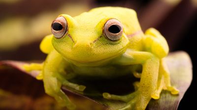 The polka-dot treefrog (Hypsiboas punctatus).