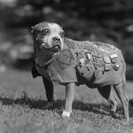 Sergeant Stubby or also known as Mascot Stubby. Unofficial mascot dog of the 102nd Infantry Regiment of the United States with the 26th (Yankee) Division in World War I. War dog. Possibly a Boston terrier - also sometimes described as a Boston bull terrier