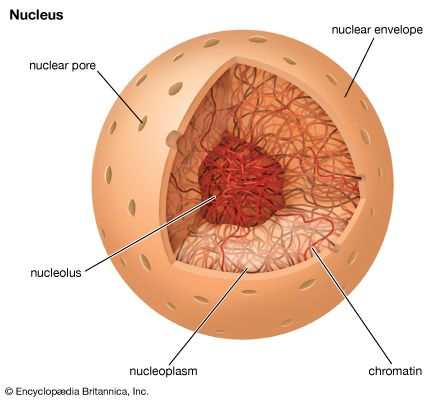 eukaryotic cell nucleus