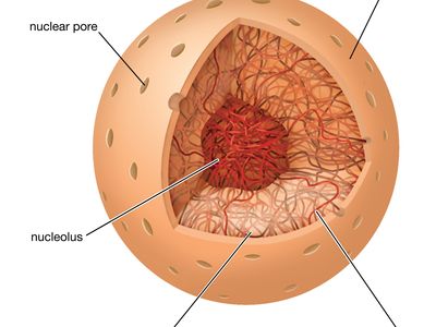 eukaryotic cell nucleus