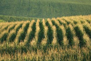 Nebraska cornfield