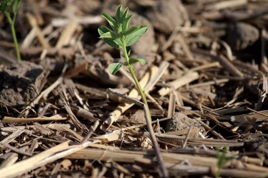 lentil: seedling