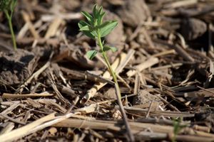 lentil: seedling