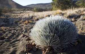 Ka‘u silversword