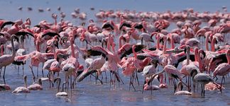 Flamingos in Lake Nakuru National Park