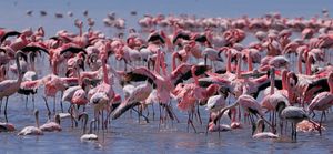 Flamingos in Lake Nakuru National Park