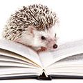 African hedgehog on an open book against a white background.