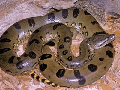 Southern green anaconda (Eunectes murinus)