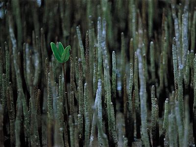 mangrove pneumatophores