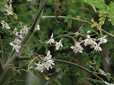 moringa