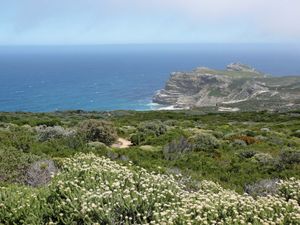 fynbos