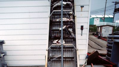 fish on a conveyor belt