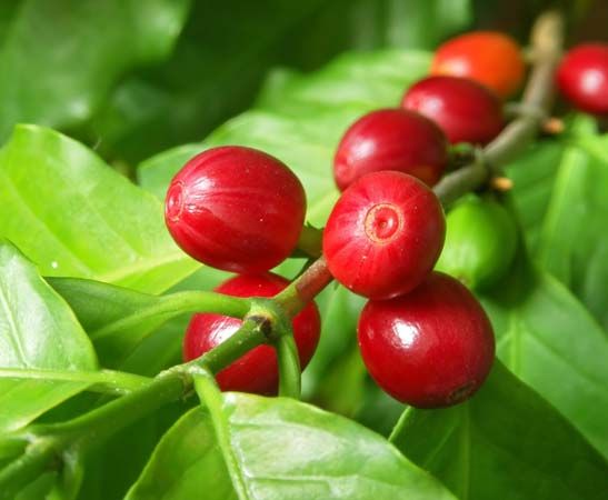 coffee cherries