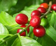 coffee cherries