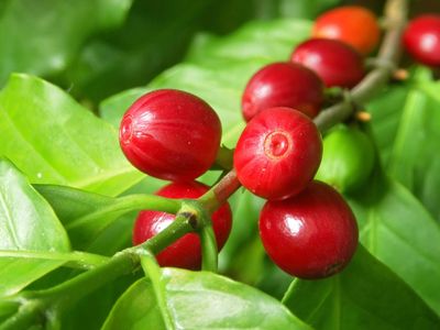 coffee cherries