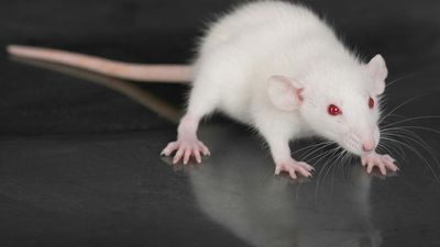 Small, white rat (genus Rattus) on a glass table. (rodent, laboratory, experiment)