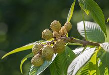 Ohio buckeye