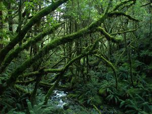 temperate rainforest