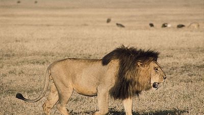 male lion