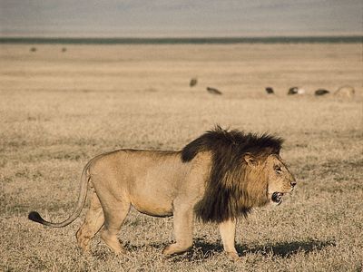 male lion