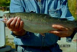 Learn about salmon aquaculture from a Swedish salmon farmer explaining the importance of maintaining the fish's natural habitat