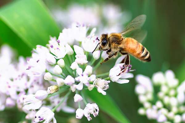 Honeybee's landing moment. Honeybee, wings still in motion, lands on a white flower. Bees, pollination