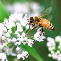 Honeybee's landing moment. Honeybee, wings still in motion, lands on a white flower. Bees, pollination