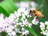 Honeybee's landing moment. Honeybee, wings still in motion, lands on a white flower. Bees, pollination